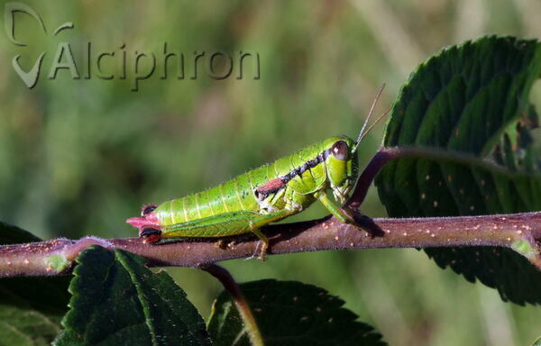 Odontopodisma albanica