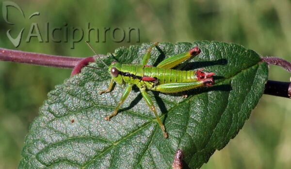 Odontopodisma albanica