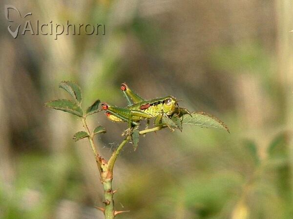 Odontopodisma decipiens