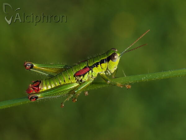 Odontopodisma decipiens