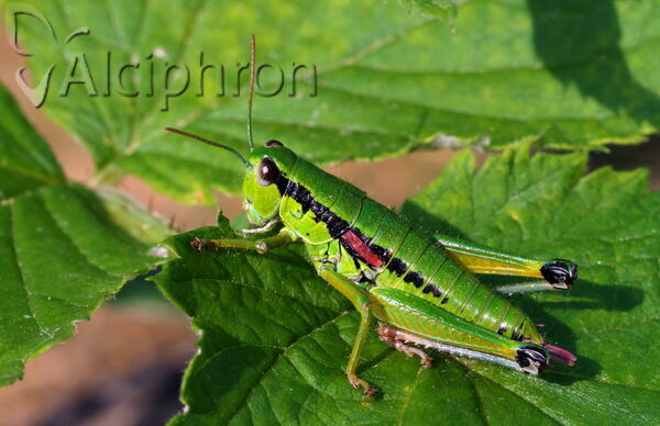 Odontopodisma montana