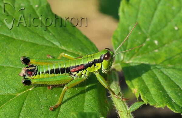 Odontopodisma montana