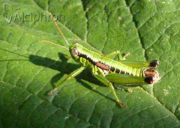 Odontopodisma schmidtii