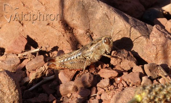 Paracaloptenus caloptenoides