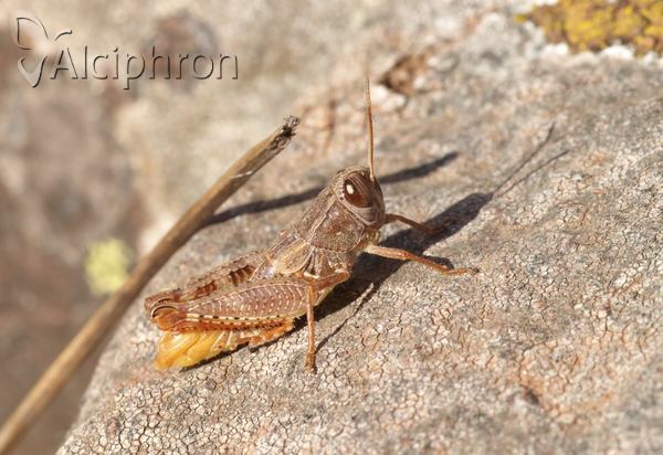 Paracaloptenus caloptenoides