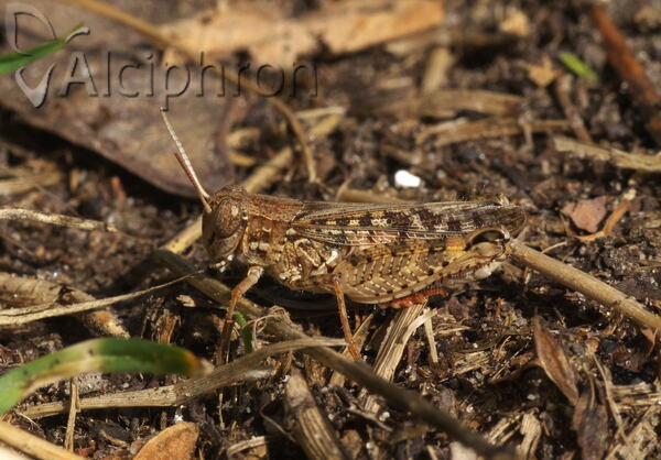 Calliptamus barbarus