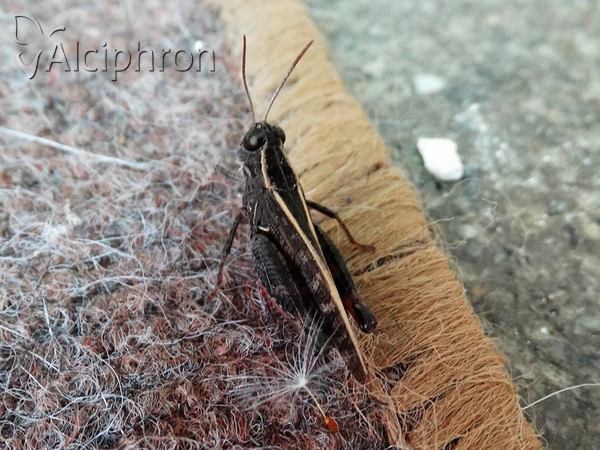 Calliptamus italicus