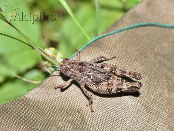 Calliptamus italicus