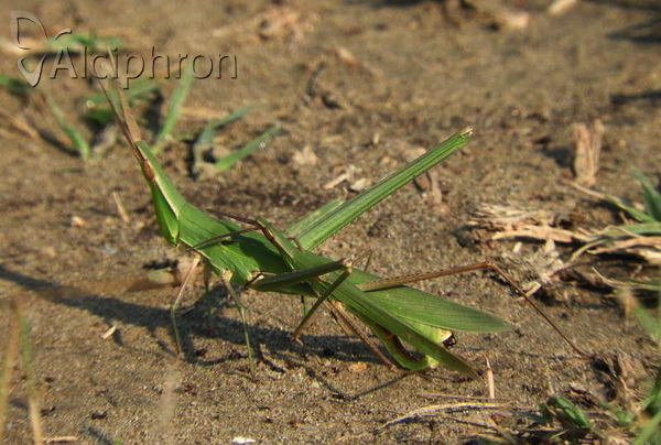 Acrida ungarica