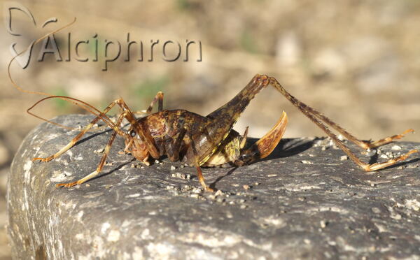 Troglophilus neglectus