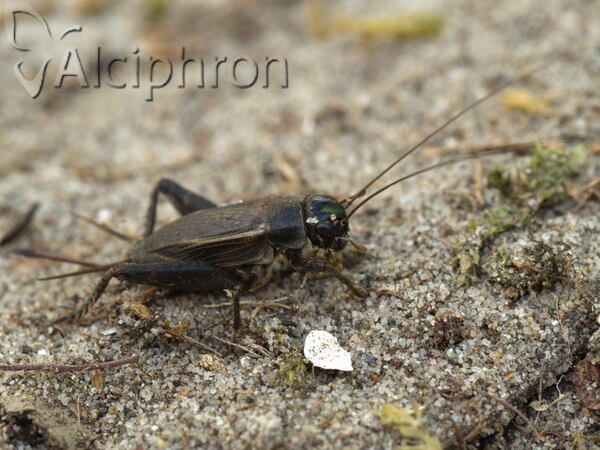 Modicogryllus frontalis