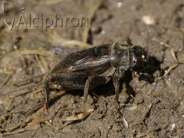Modicogryllus frontalis