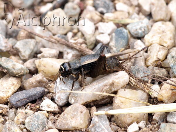 Modicogryllus truncatus