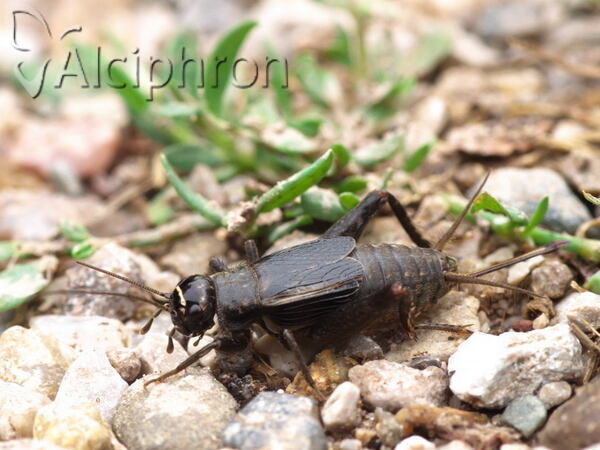 Modicogryllus truncatus