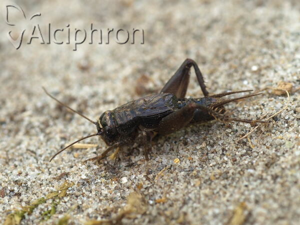 Modicogryllus truncatus