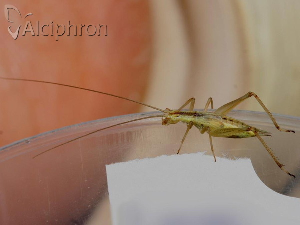 Oecanthus pellucens