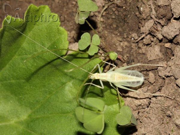 Oecanthus pellucens
