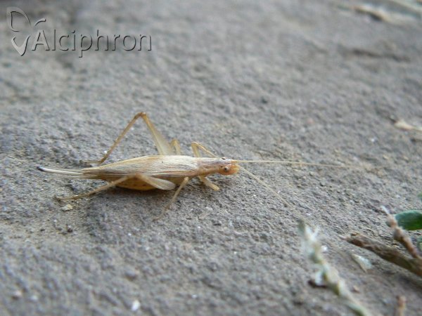 Oecanthus pellucens