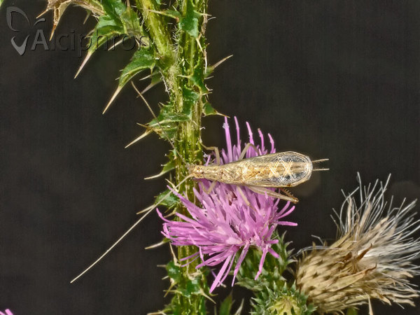 Oecanthus pellucens