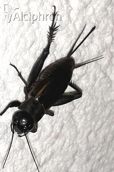 Melanogryllus desertus