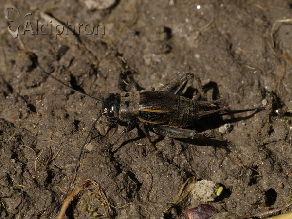 Melanogryllus desertus