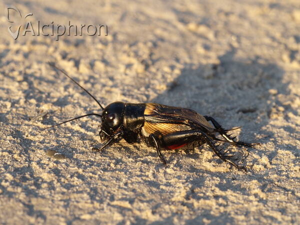 Gryllus campestris
