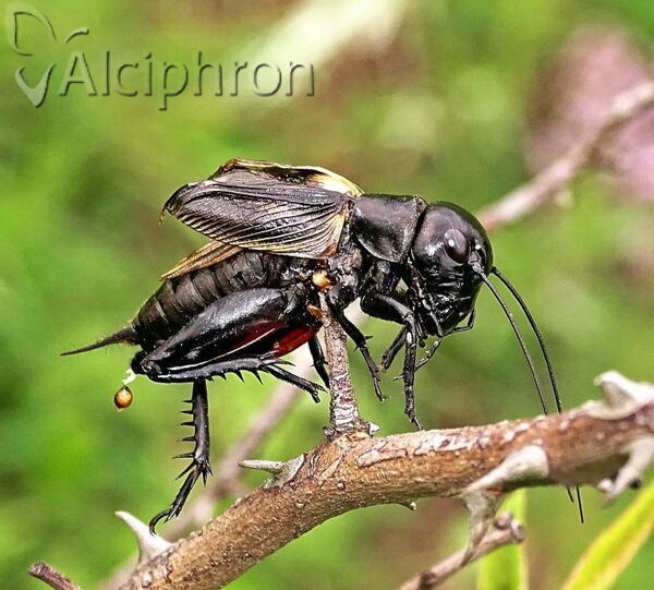 Gryllus campestris