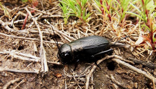 Gryllus campestris