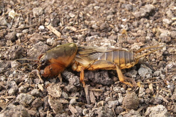 Gryllotalpa stepposa