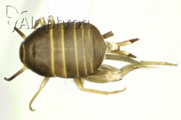 Myrmecophilus nonveilleri
