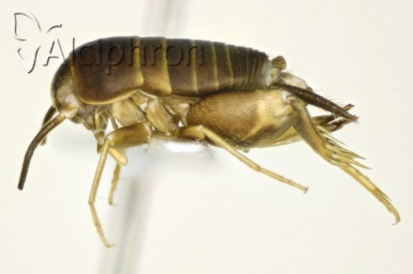 Myrmecophilus nonveilleri