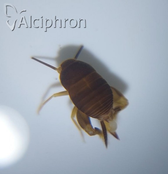 Myrmecophilus nonveilleri