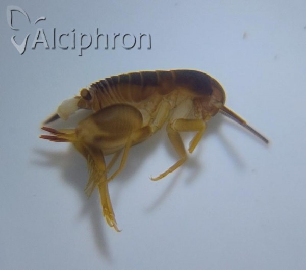 Myrmecophilus nonveilleri