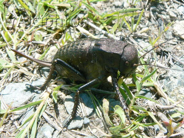 Bradyporus dasypus