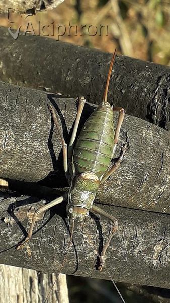 Ephippiger ephippiger