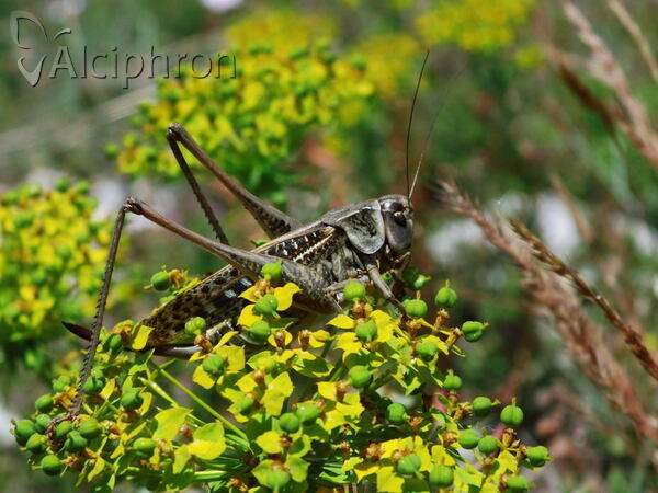 Ephippiger ephippiger