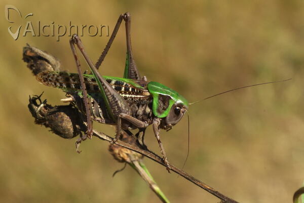 Ephippiger ephippiger