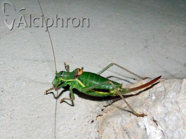 Ephippiger ephippiger