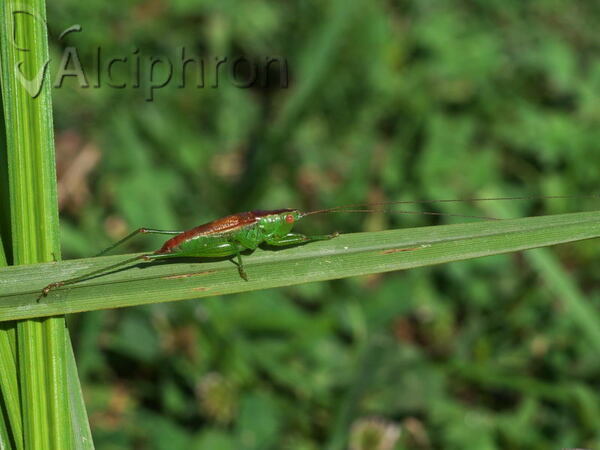 Conocephalus dorsalis