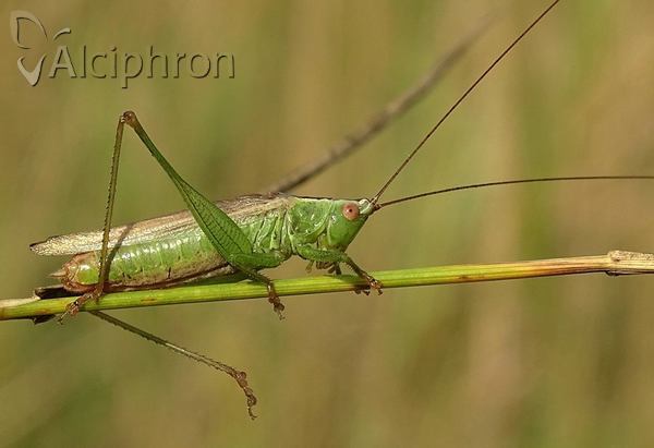 Conocephalus fuscus