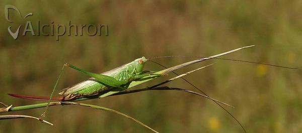 Conocephalus fuscus