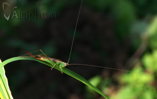 Conocephalus fuscus