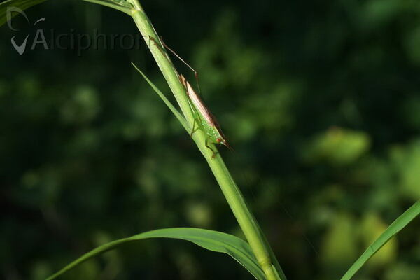 Conocephalus fuscus