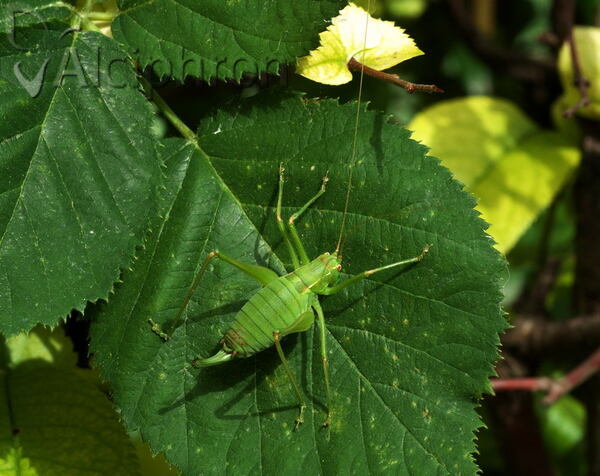 Ancistrura nigrovittata