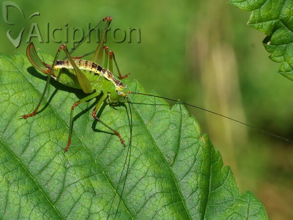 Andreiniimon nuptialis