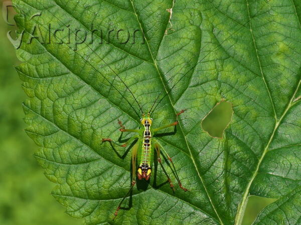 Andreiniimon nuptialis