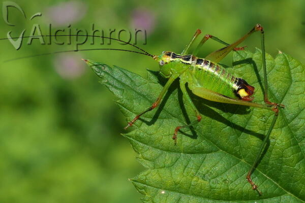 Andreiniimon nuptialis