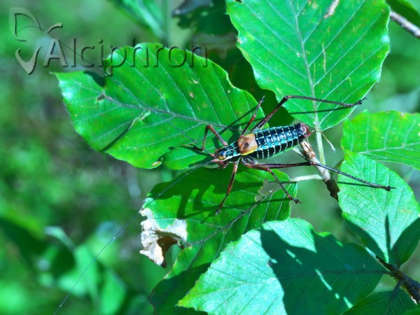 Barbitistes constrictus