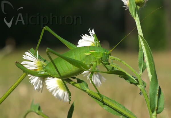 Isophya costata