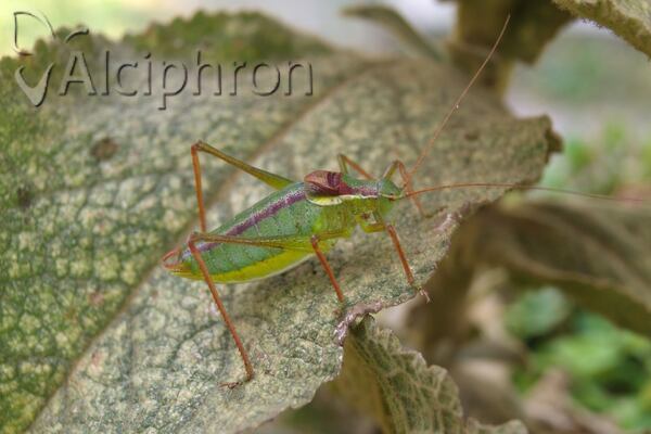 Isophya obtusa